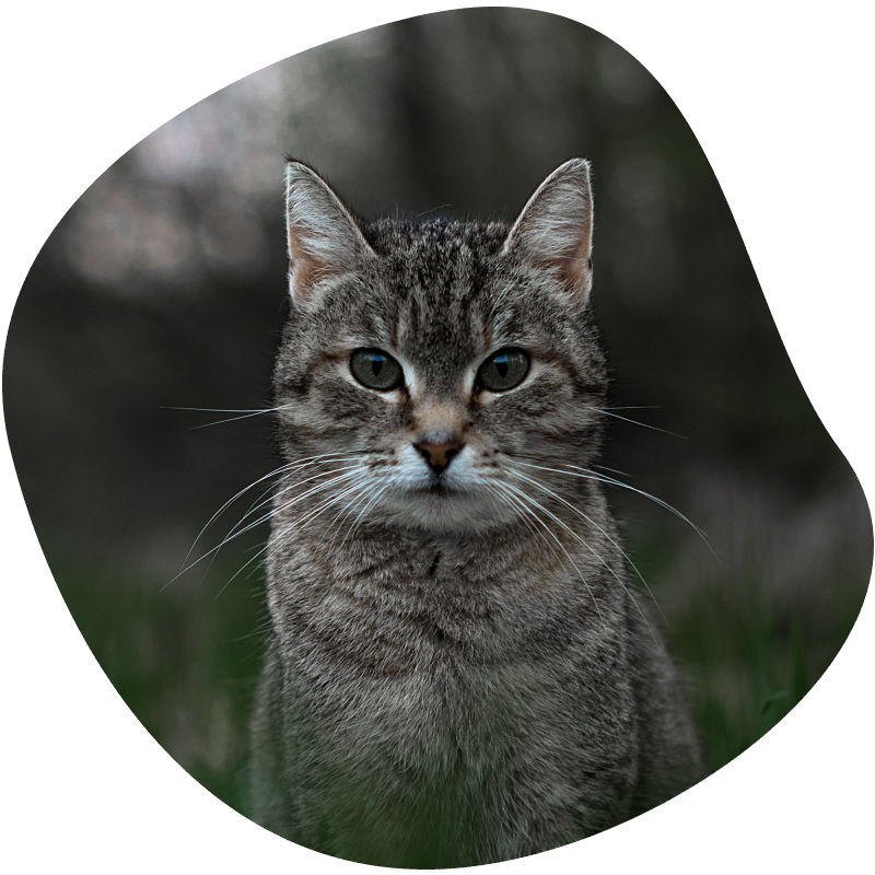 veterinarian examining a gray cat with a stethoscope