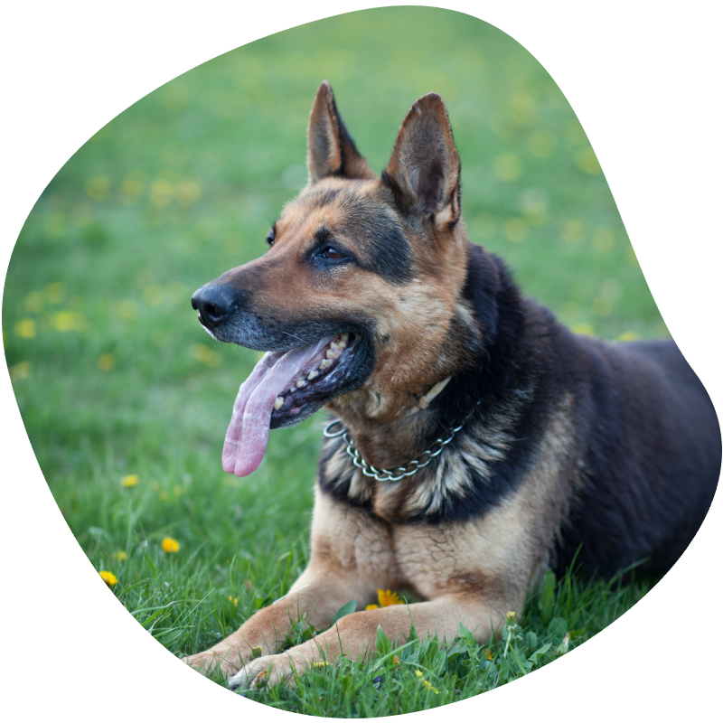 veterinarian checking a smiling golden retriever dog with a stethoscope