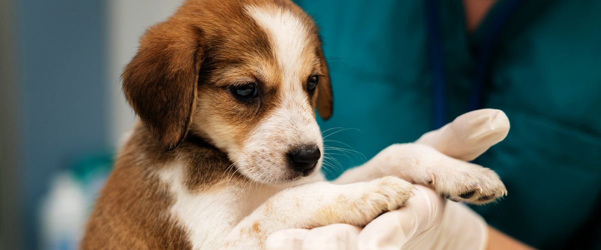 vet taking care of a puppy