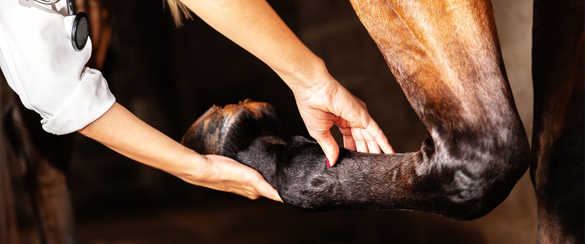vet taking care brown horse