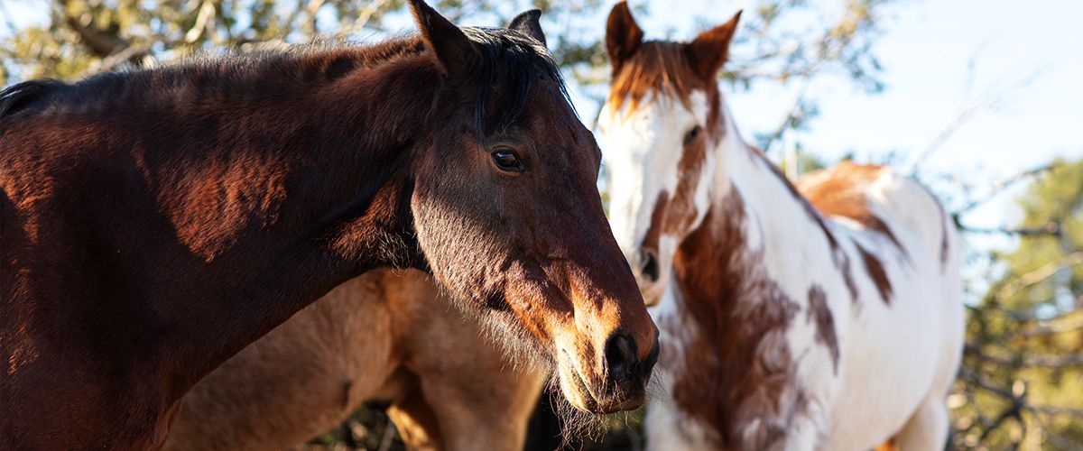 vet taking care black cat