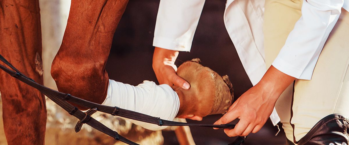 vet checking horse leg