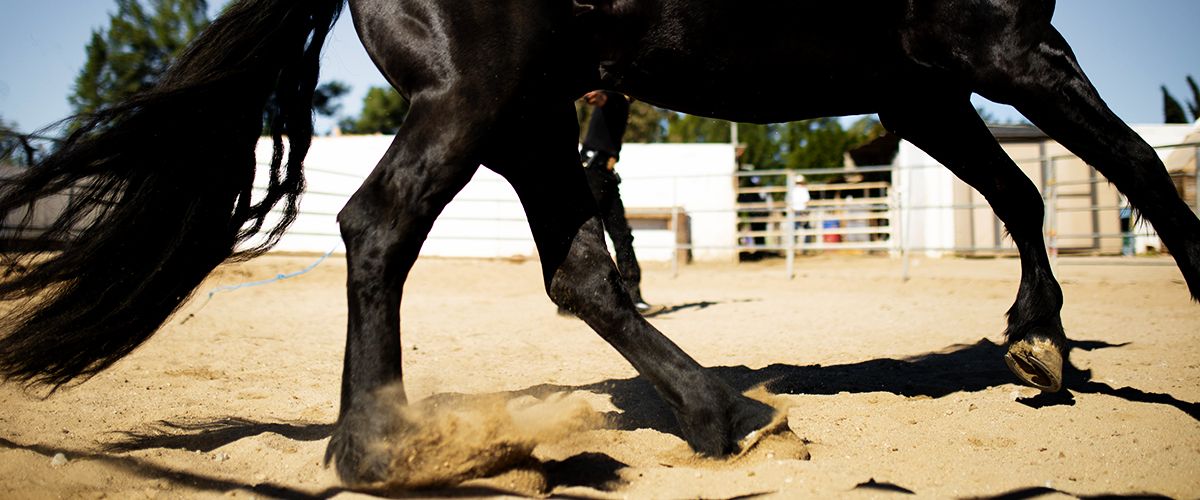 vet taking care black cat
