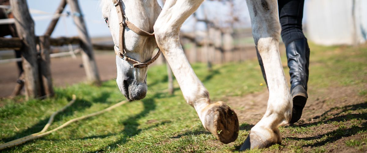 white horse closeup