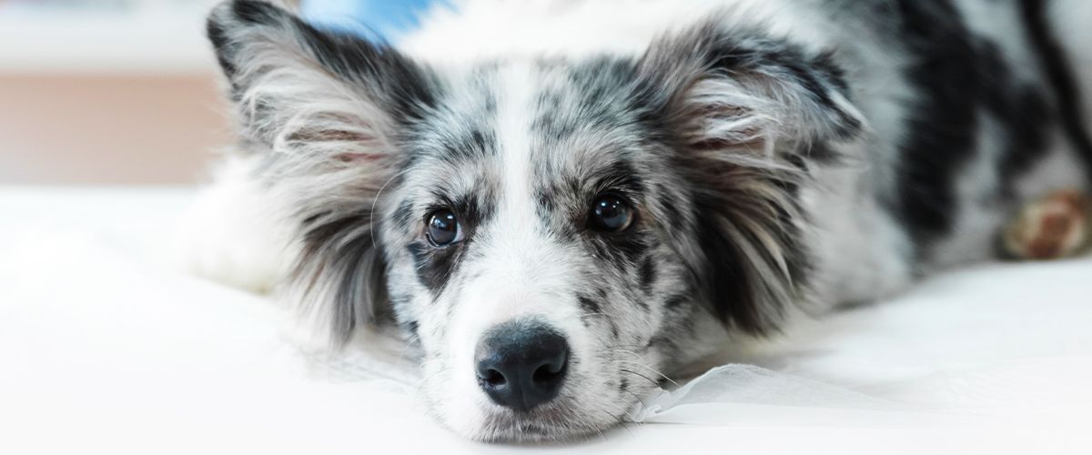 black and white border collie dog at the vet