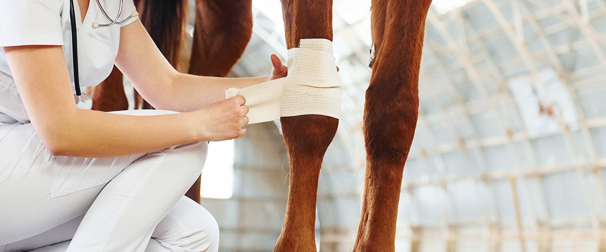 vet taking care of a horse