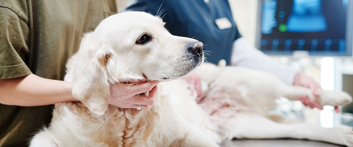 vet taking care black cat